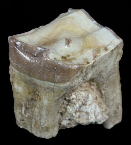 Hyracodon (Running Rhino) Tooth - South Dakota #60940
